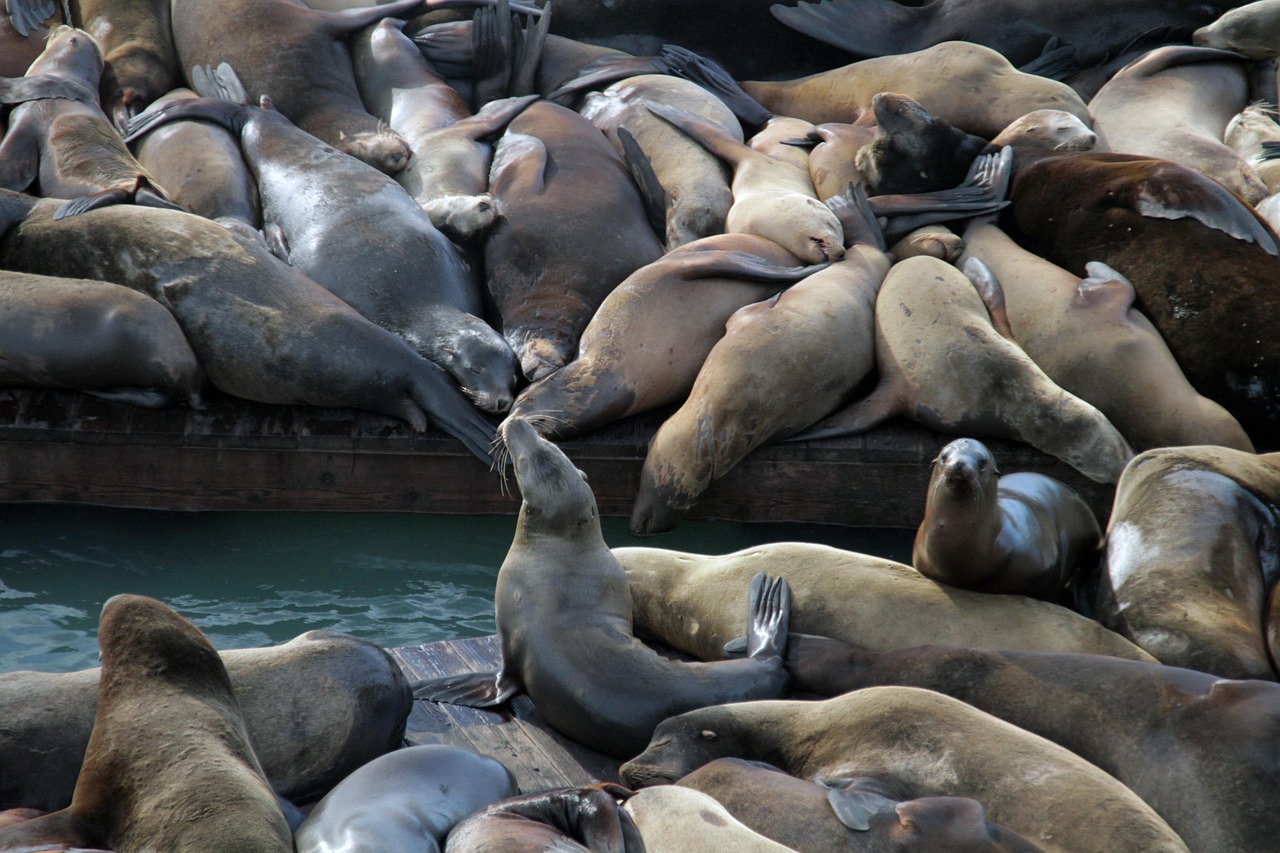 天狮购买麻将平台