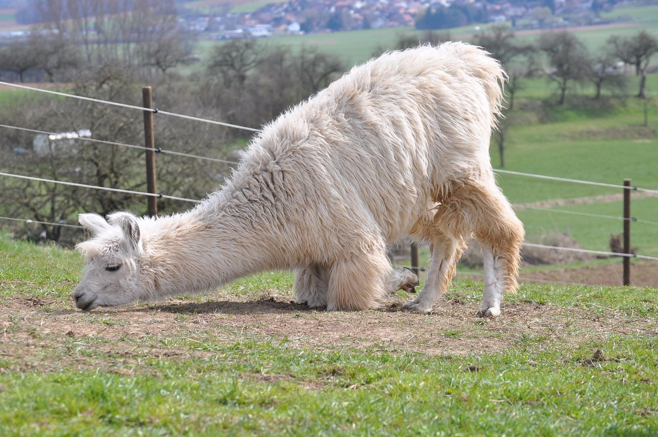 轩辕传奇3:车来了app详情下载教程